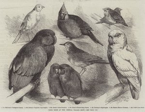 Prijsvogels op de Crystal Palace Show